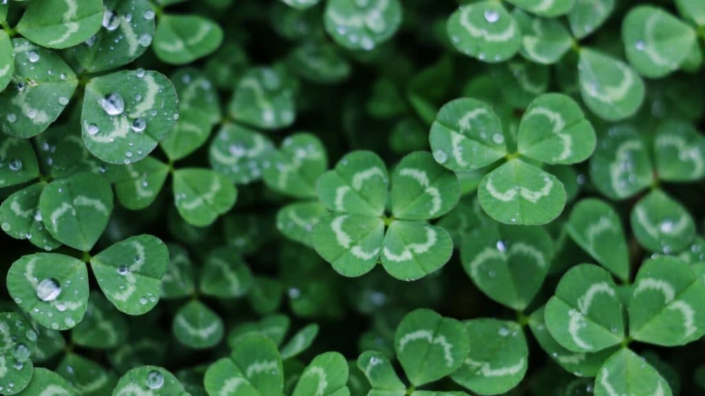 closeup photo of green plant